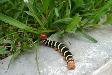 caterpillar on a leaf