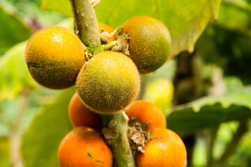 Solanum quitoense fruit on the tree - Lulo organic fruit