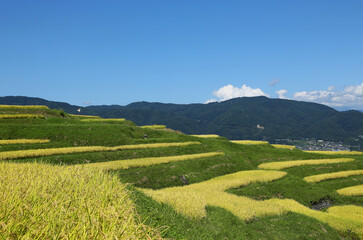 信州　姨捨の棚田	
