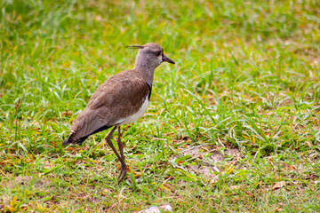 crowned heron