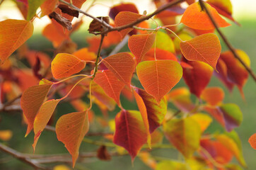 Obraz premium ナンキンハゼ