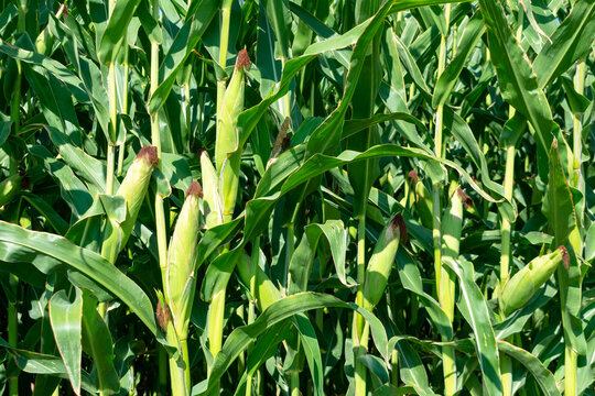 Close up. Green corn stalks with ears and leaves
