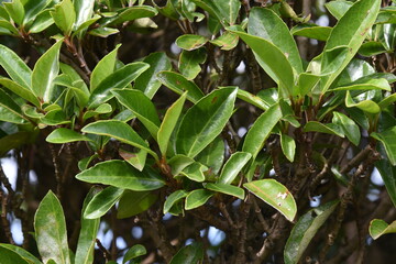 A hedge made of Sweet viburnum.