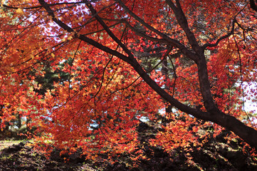 紅葉