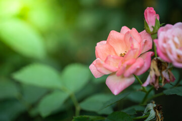 Obraz premium Roses in the garden