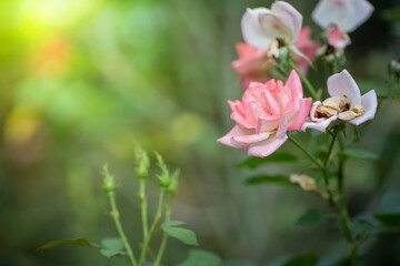 Fototapeta na wymiar Roses in the garden