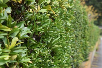 A hedge made of Sweet viburnum.