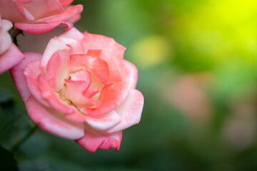 Roses in the garden