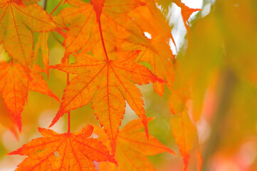 Obraz premium 紅葉