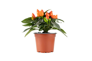 Orange hot chili pepper plant isolated on white.