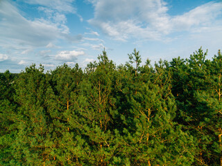 Obraz premium Aerial view of the forest under clouds on a sunny day.