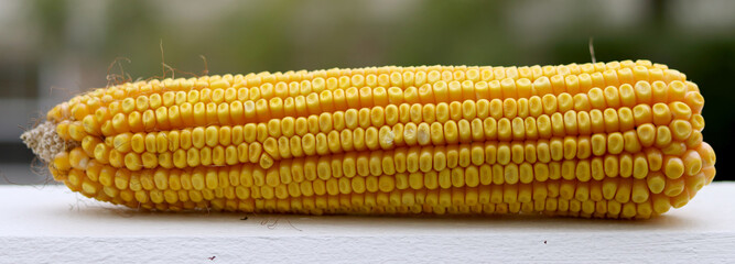 Sweet corn ear on the table. Corn close-up.