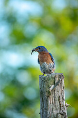 a blue bird on a fence post