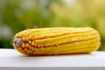 Sweet corn ear on the table. Corn close-up.