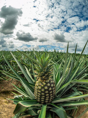 Germinating pineapple plantation with cloudy blue sky 