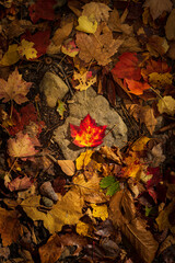 A maple leaf, spotted with red, orange and yellow, rests on a rock which is surrounded by other fallen leafs on a forrest floor.  