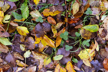 Beautiful autumn view with yellow leaves. Colorful foliage in the park. Fall natural background.