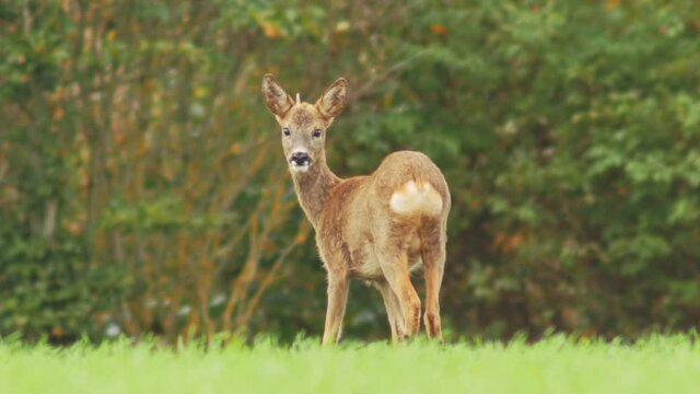 Young Roe Deer Buck In The Outskirts Of The Forrest In Denmark, Fall of 2020