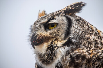 Great Horned Owl
