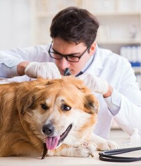 Doctor examining golden retriever dog in vet clinic