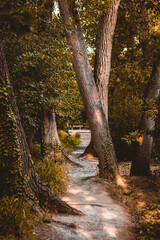 pequeño camino de bosque entre arboles centenarios en una imagen otoñal
