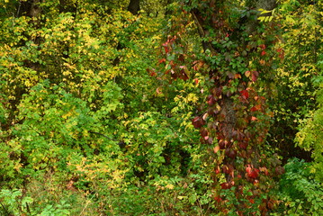 A vine of maiden grapes on a tree trunk in the autumn forest.