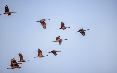 Sandhill Cranes are flying through cloudy sky