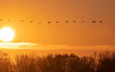 Birds are flying over sunrise sky