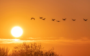 Birds are flying over sunrise sky