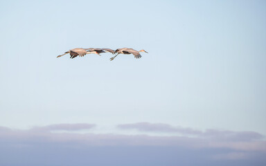 Sandhill Cranes are flying through cloudy sky