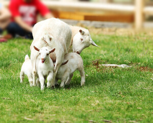 Obraz premium Mother goat feeding lovely white kids on farm