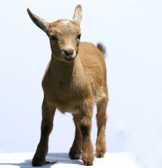 Lovely brown baby goat stands on stage