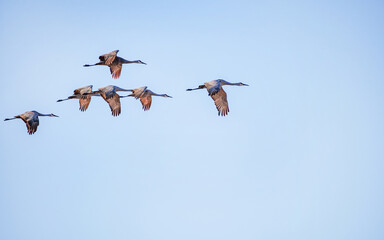 Sandhill Cranes are flying through cloudy sky