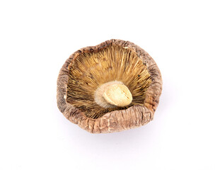 One dried mushroom on white background