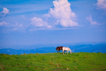 Paisaje Natural, caballos comiendo pasto en las altas montañas  © RonnyChee
