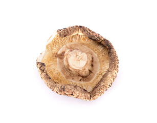 One dried mushroom on white background