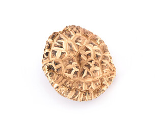 One dried mushroom on white background