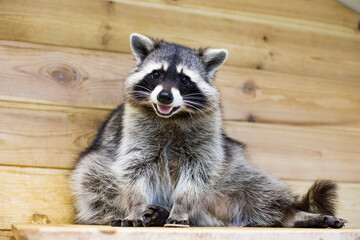 portrait of a smiling happy raccoon sitting