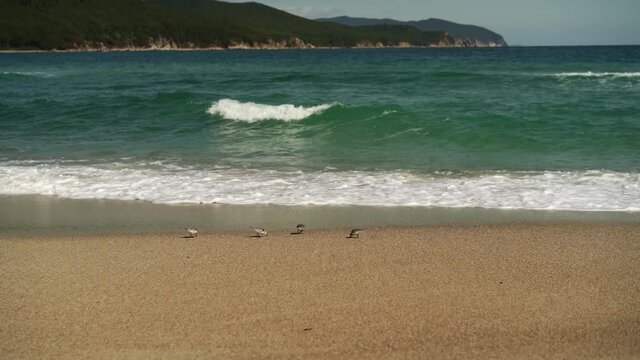 Seascape with gerbil birds on the beach. Russian far East