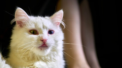 portrait of a white cat against the background of slender legs of a girl. low light. color