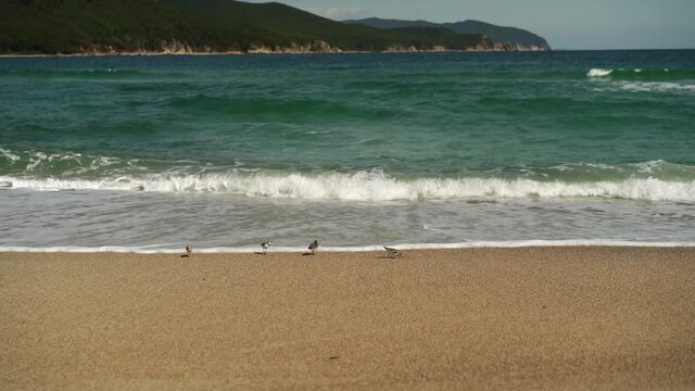 Seascape with gerbil birds on the beach. Russian far East