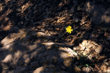 Dandelion in spotlight