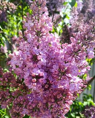 Obraz premium pink blossom