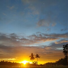 sunrise in the forest