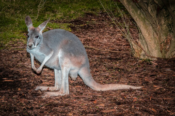 Grey Forester Clapping