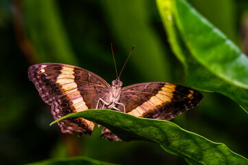 Obraz na płótnie Canvas Speckled Wood Butterfly Underneath