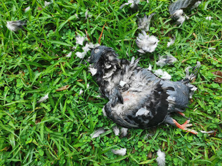 A dead bird on the lawn