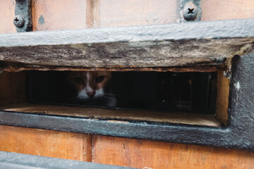House cat peering through a mail slot in an old door