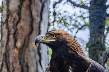 Portrait of a mountain eagle in the mountains.