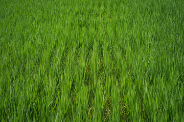 Obraz premium young rice are growing in the paddy field.